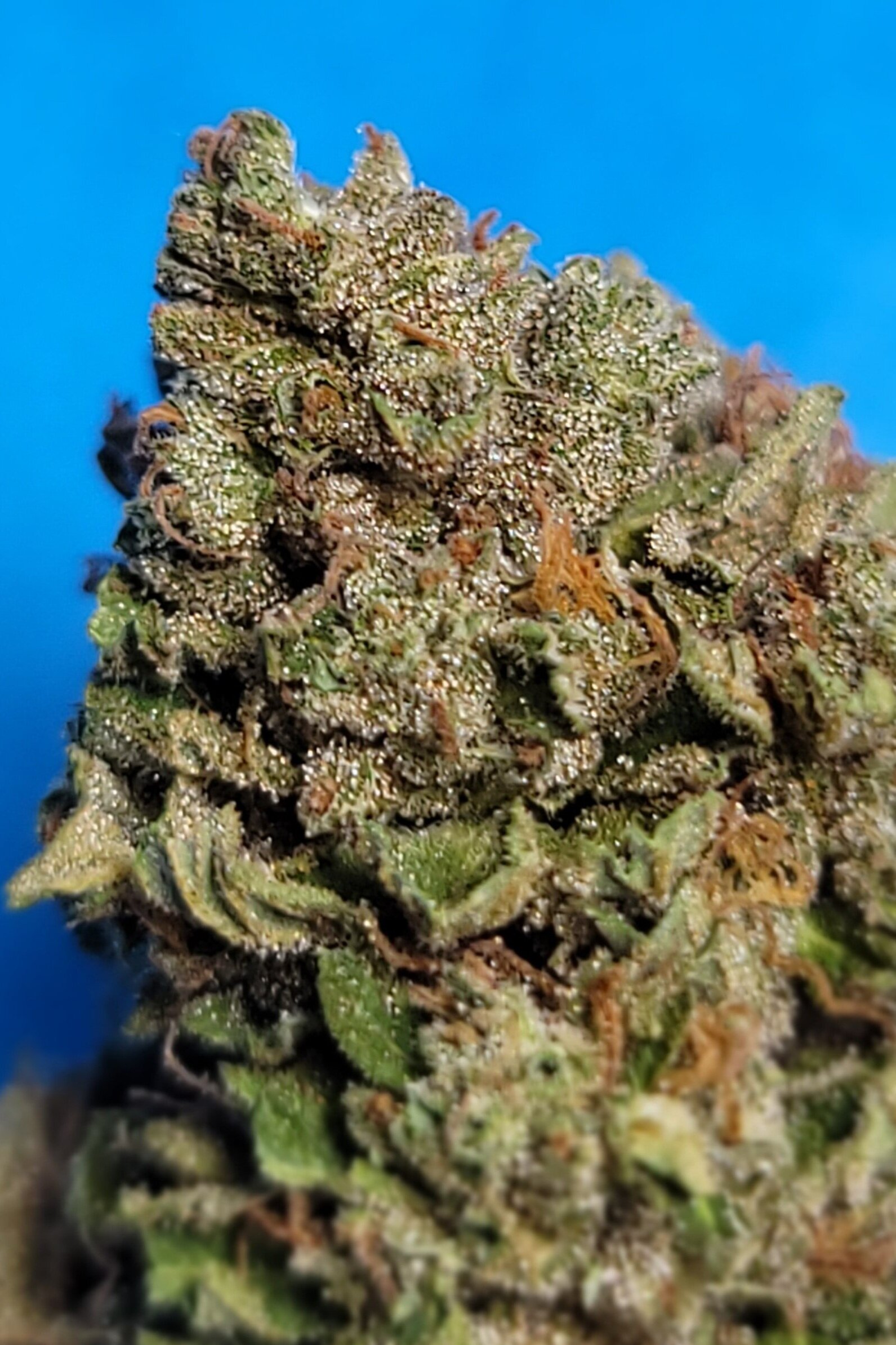 Flower — Daedalus Craft Cannabis